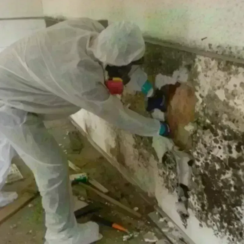 Mold Remediation and Removal in Winnemucca, NV